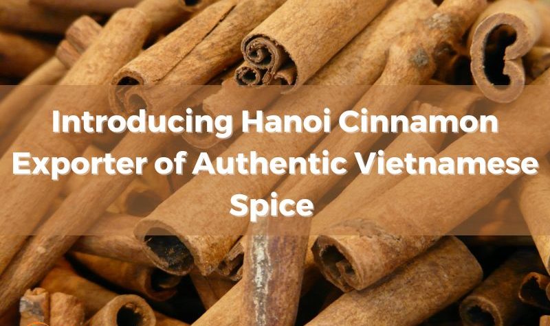 introducing-hanoi-cinnamon-exporter-of-authentic-vietnamese-spice